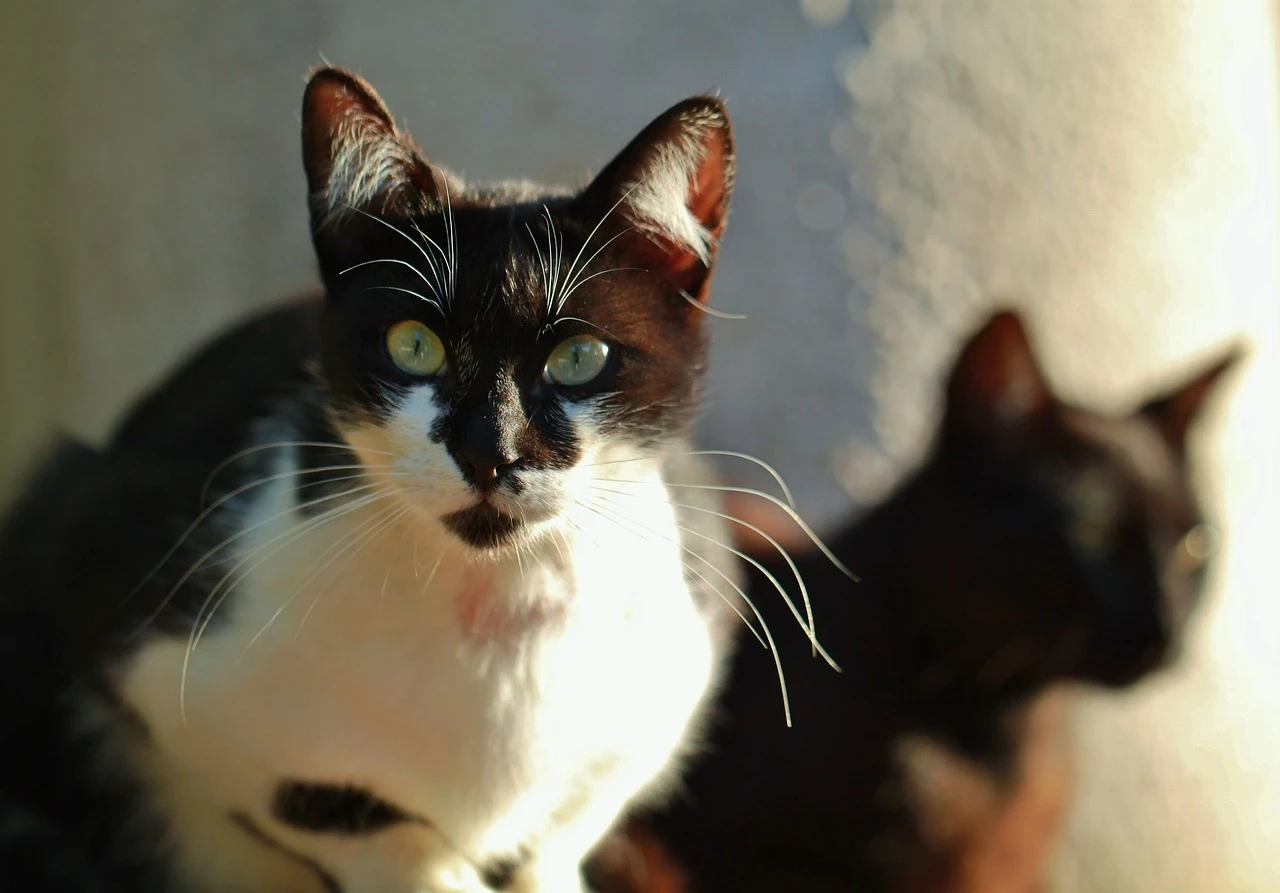 C is for... Cats